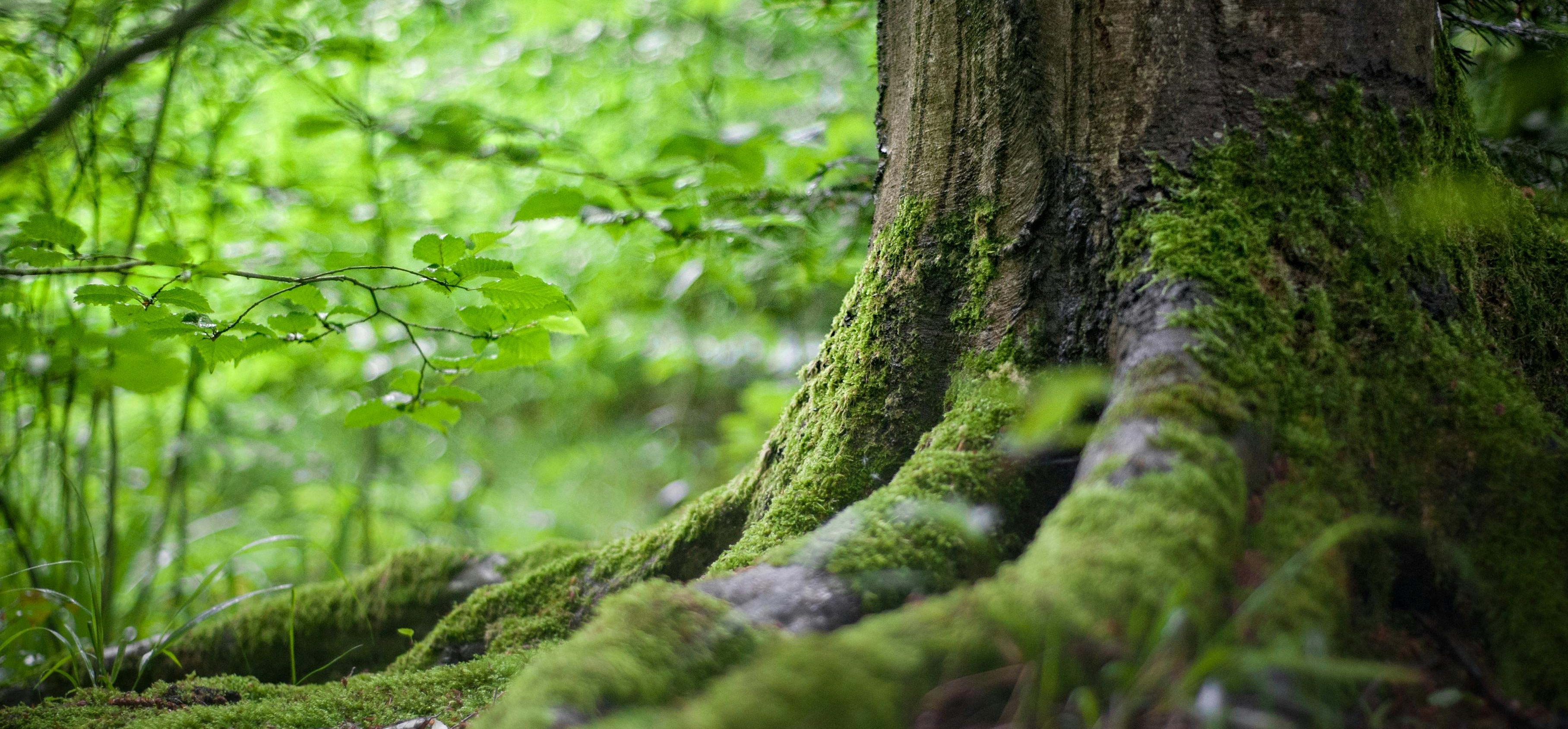 Tree representing Sustainability from Design in the Sand
